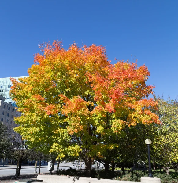 Colorful Maple Tree in the Fall — Stock Photo, Image