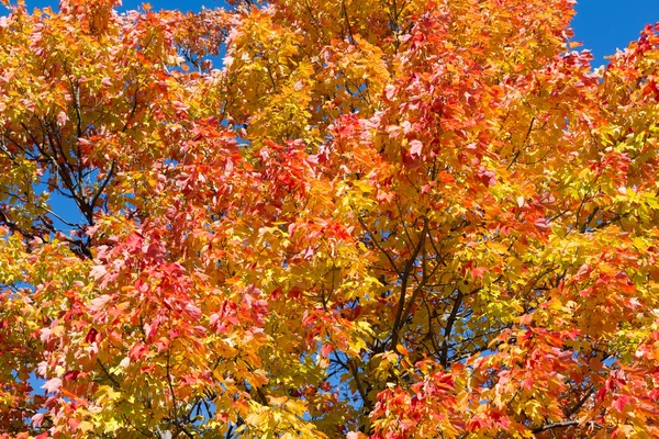 Closeup to a Maple Tree in the Fall — Stock Photo, Image