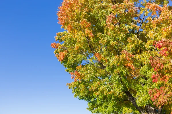 Maples Trees in the Fall — Stock Photo, Image