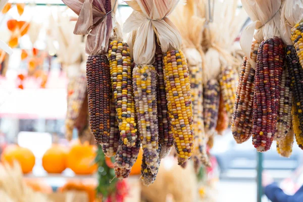 Flint Indian Corn – stockfoto