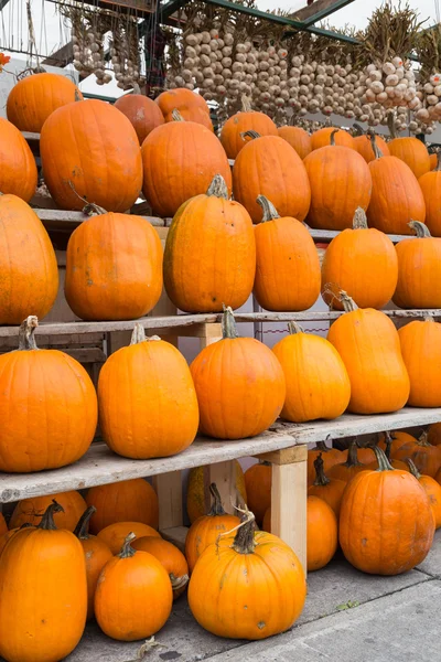 Pumpkins — Stock Photo, Image