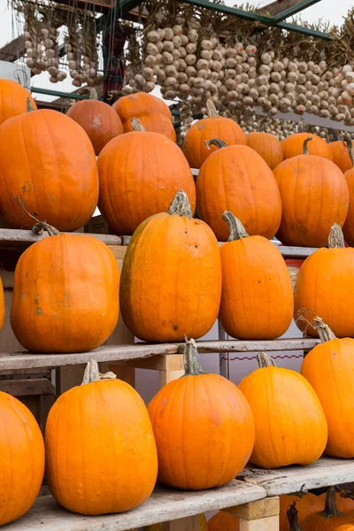 Pumpkins — Stock Photo, Image