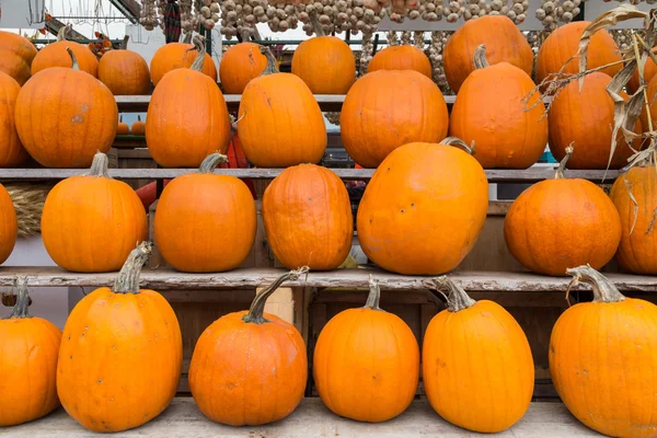 Pumpkins — Stock Photo, Image