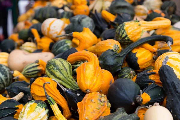 Gourds — Stock Photo, Image