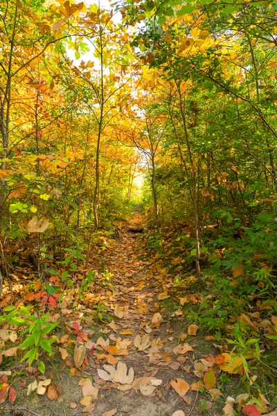 Rural Trail in the Fall — Stock Photo, Image