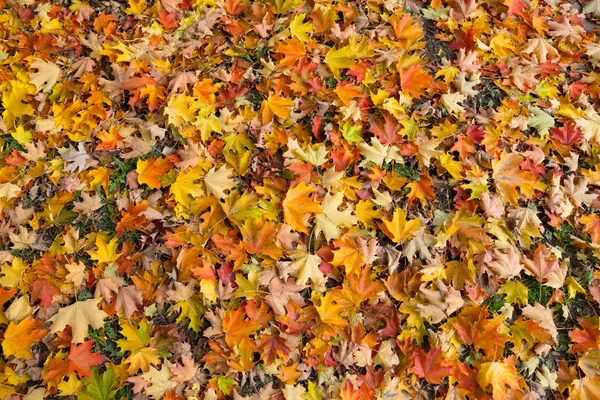 Maple Leaf Texture — Stock Photo, Image
