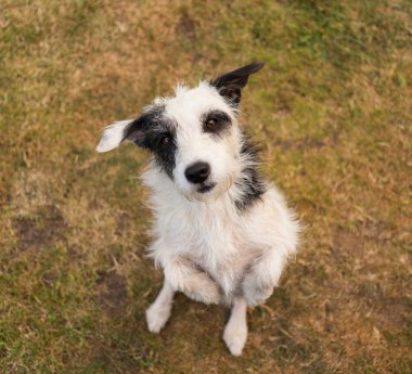 Jack Russell Teriyeri