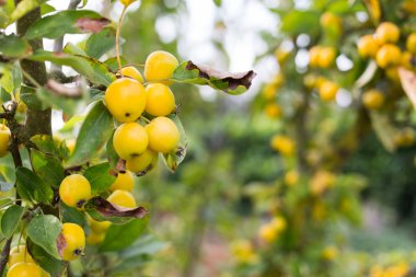 Bir ağaç üzerinde parlak sarı çilek