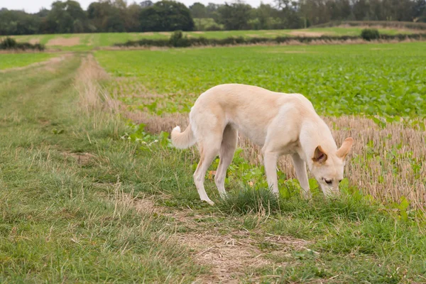 Lurcher köpek bir alanda