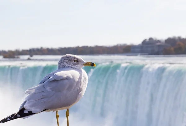 Bird at Niagara Falls — Stock Photo, Image