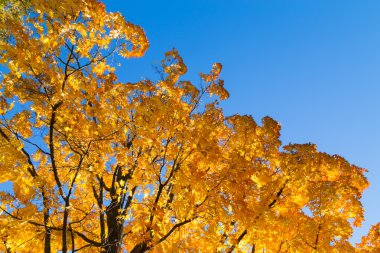 Tatlı parlak sarı ağaca
