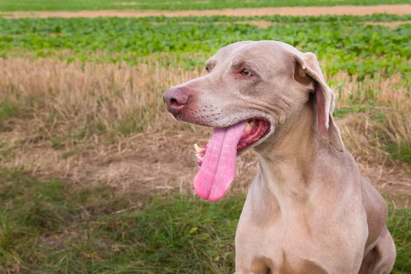 Weimaraner — стокове фото