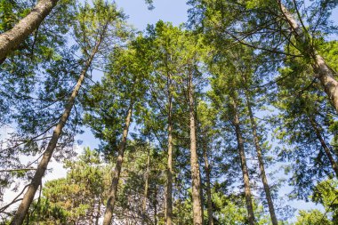 Ağaçların düşük açılı görünümü