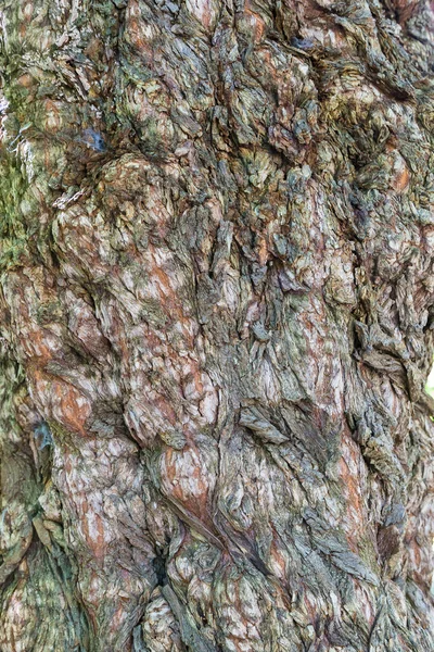 Corteza árbol fondo — Foto de Stock