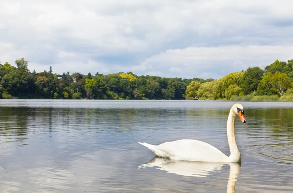 Swan vid en sjö — Stockfoto
