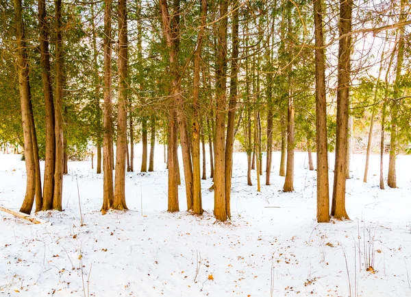 Árvores e neve no inverno — Fotografia de Stock