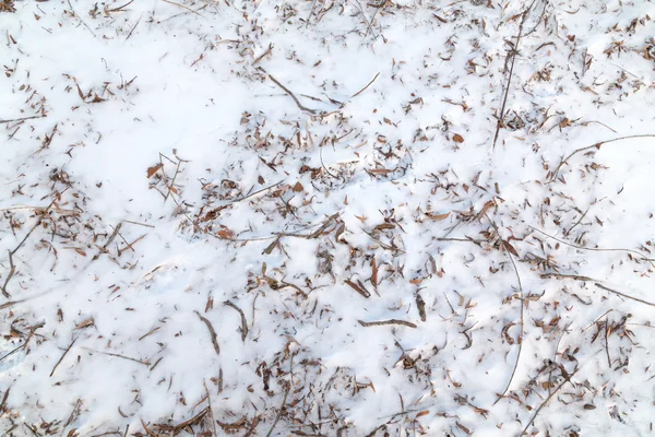 雪背景で冷凍の葉 — ストック写真