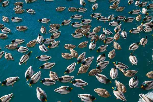 Багато качки у воді — стокове фото