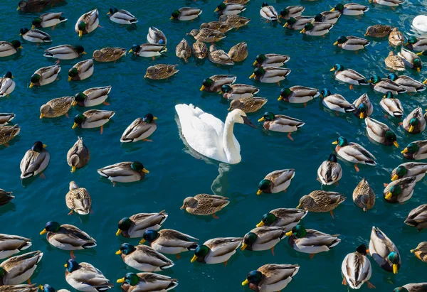 Large amounts of Ducks and a Swan — Stock Photo, Image