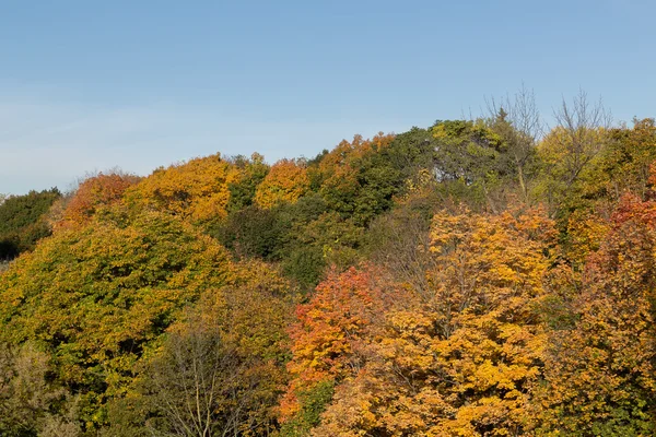 Colorful Trees in the Fall — Stock Photo, Image