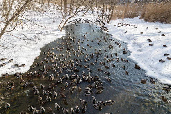 Eenden in de winter — Stockfoto