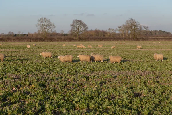 Sheep in a Field — Stock Photo, Image