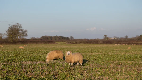 Sheep in a Field — Stock Photo, Image