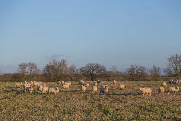 Sheep in a Field — Stock Photo, Image