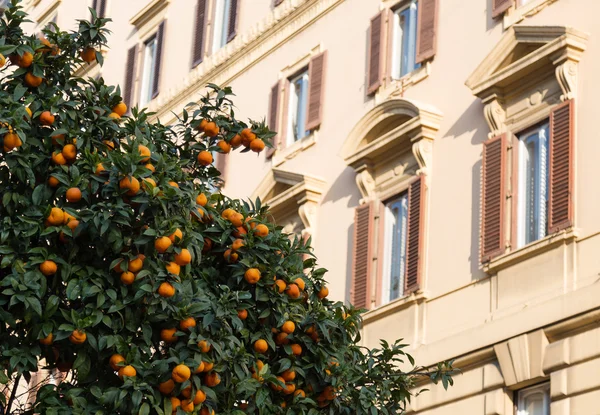 Orangenbäume in Rom — Stockfoto