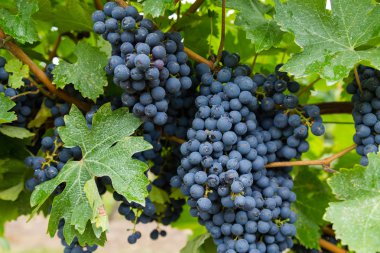 Tatlı kırmızı şarap üzüm üzüm için