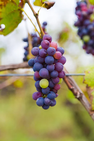 Biohroznů ve vinařství — Stock fotografie