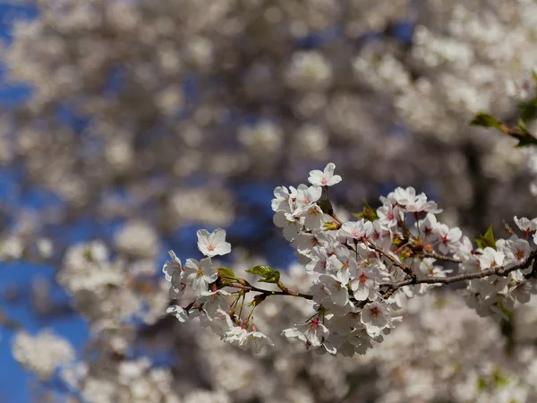 桜の木の桜 — ストック写真