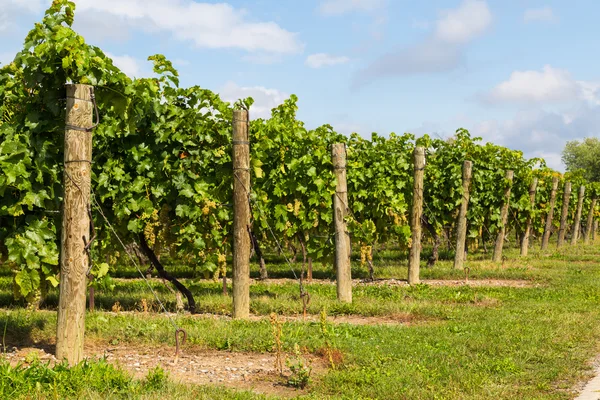 Side View of Grape Plantations — Stock Photo, Image