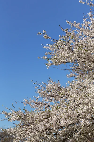 Cherry blossom on a Sakura tree — Stock Photo, Image