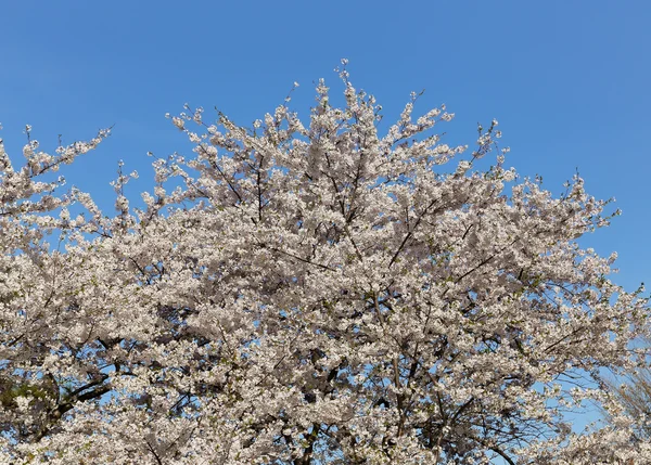 Cherry blossom on a Sakura tree — Stock Photo, Image