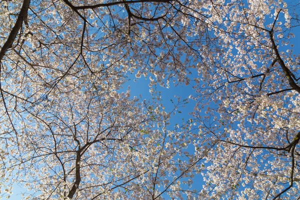 桜樹 — ストック写真