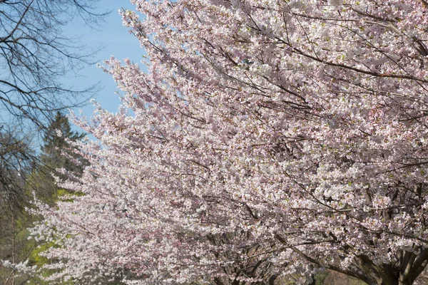 桜、桜の木を背景に — ストック写真