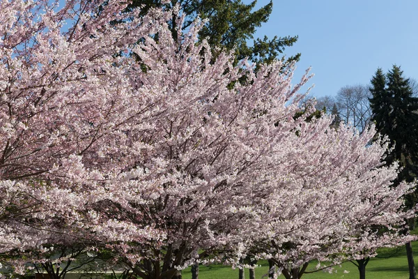 桜、桜の木を背景に — ストック写真