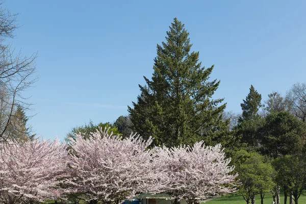 Cherry blossom on a Sakura tree with a green tree — Stock Photo, Image