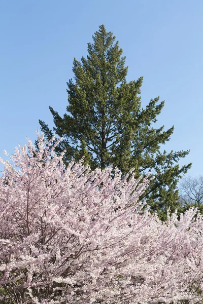 Cherry blossom on a Sakura tree with a green tree — Stock Photo, Image