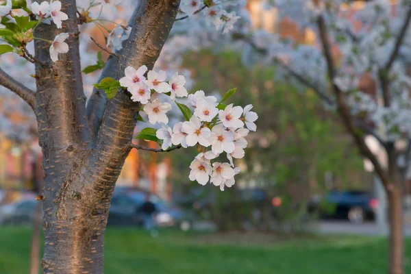 Small Bunch of Cherry Blossoms — Stock Photo, Image