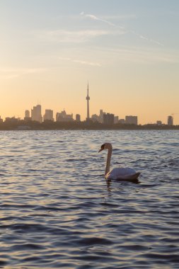 Toronto manzarası gündoğumu ve bir kuğu