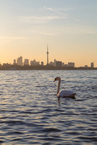 Toronto Skyline bei Sonnenaufgang und ein Schwan — Stockfoto