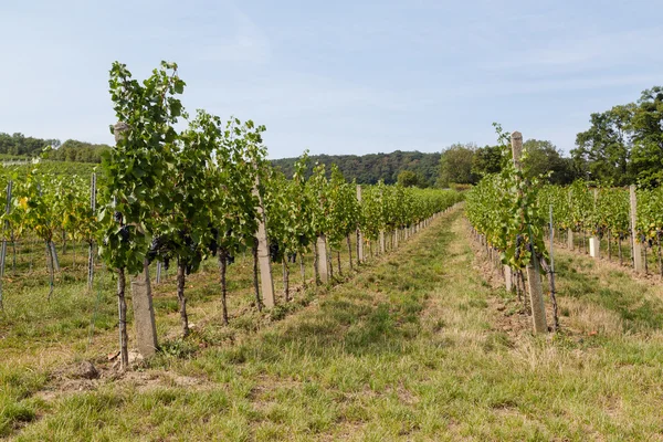 Wine Grape Plantations at a Vineyard — Stock Photo, Image