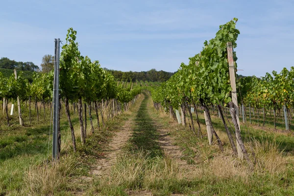 Wine Grape Plantations at a Vineyard — Stock Photo, Image