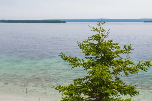 Träd vid en sjö i Cape Breton — Stockfoto