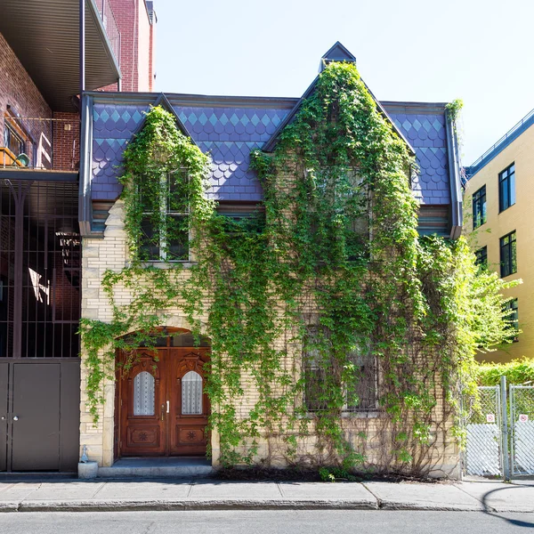 Houses Covered in Vines in Montreal — Zdjęcie stockowe