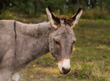 Grey Pony in a Field