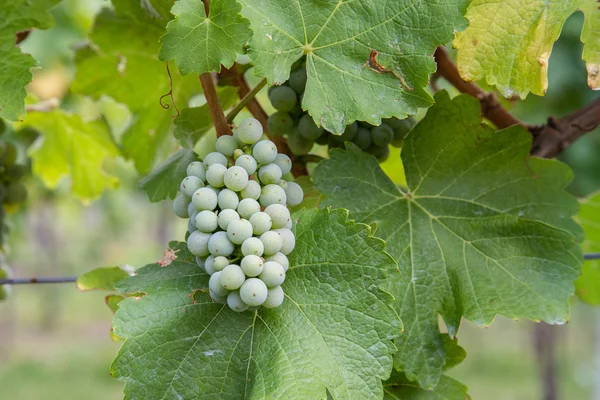 Detailní záběr na bílé vinné hrozny na vinici — Stock fotografie