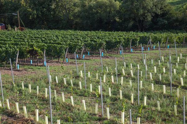 New and Old Grape Vine Plantations — Stock Photo, Image